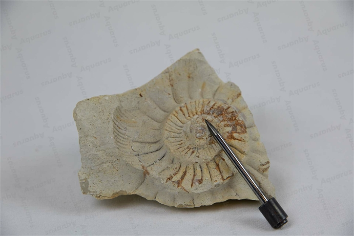 Stichel DN6 Spitzform mit Feder, Tungsten
