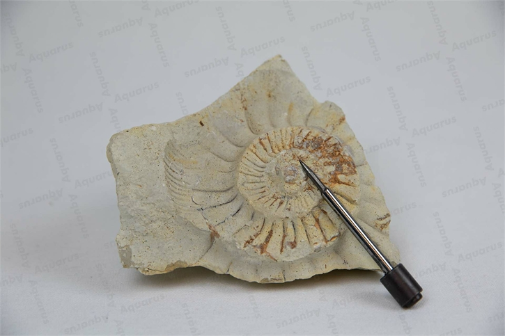 Stichel DN6 Nadelkopfform mit Feder,  Tungsten