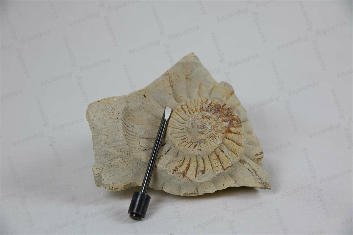 Stichel DN6 Meisselform mit Feder, Tungsten